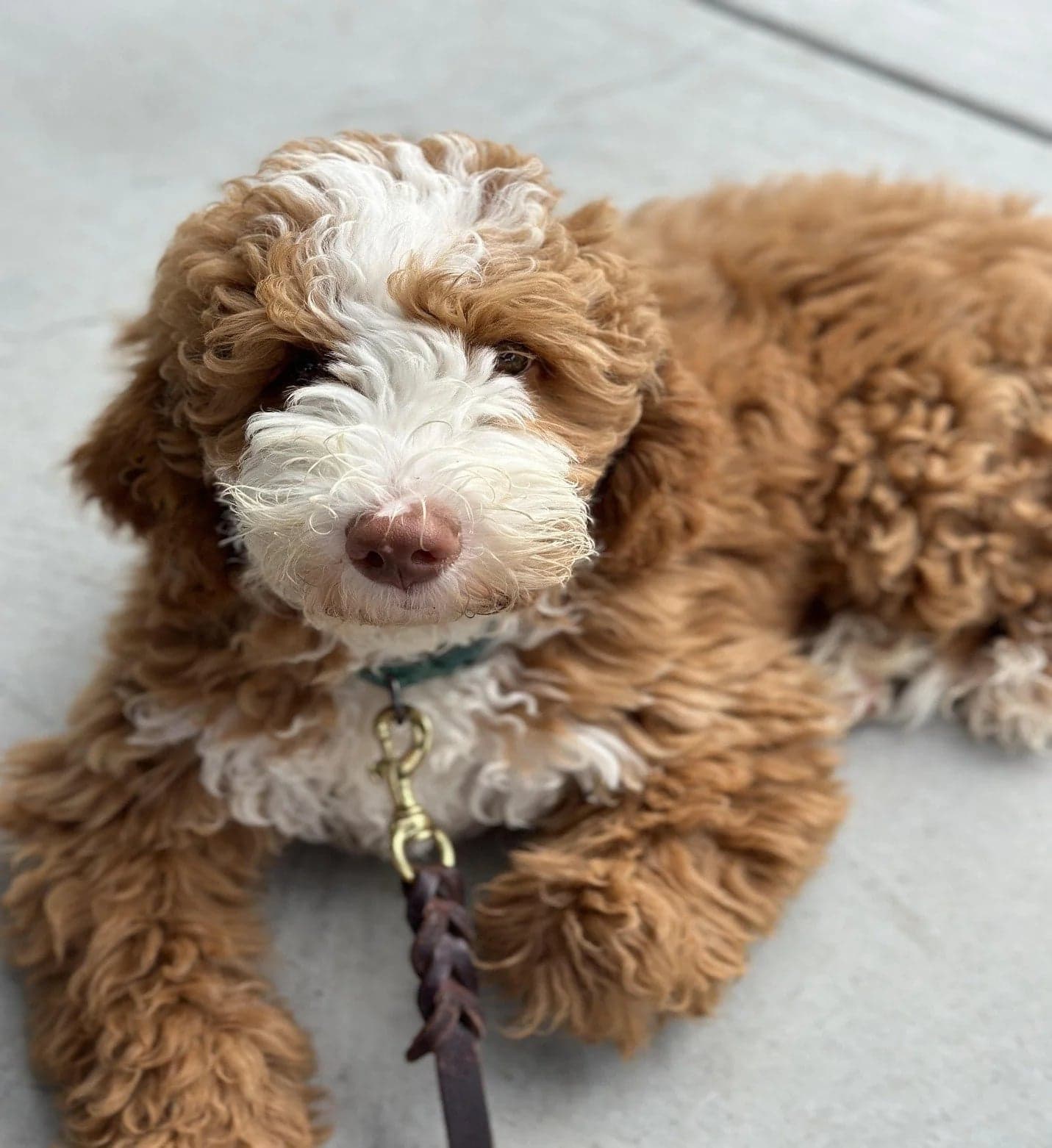 Chocolate goldendoodle posing after a fresh groom