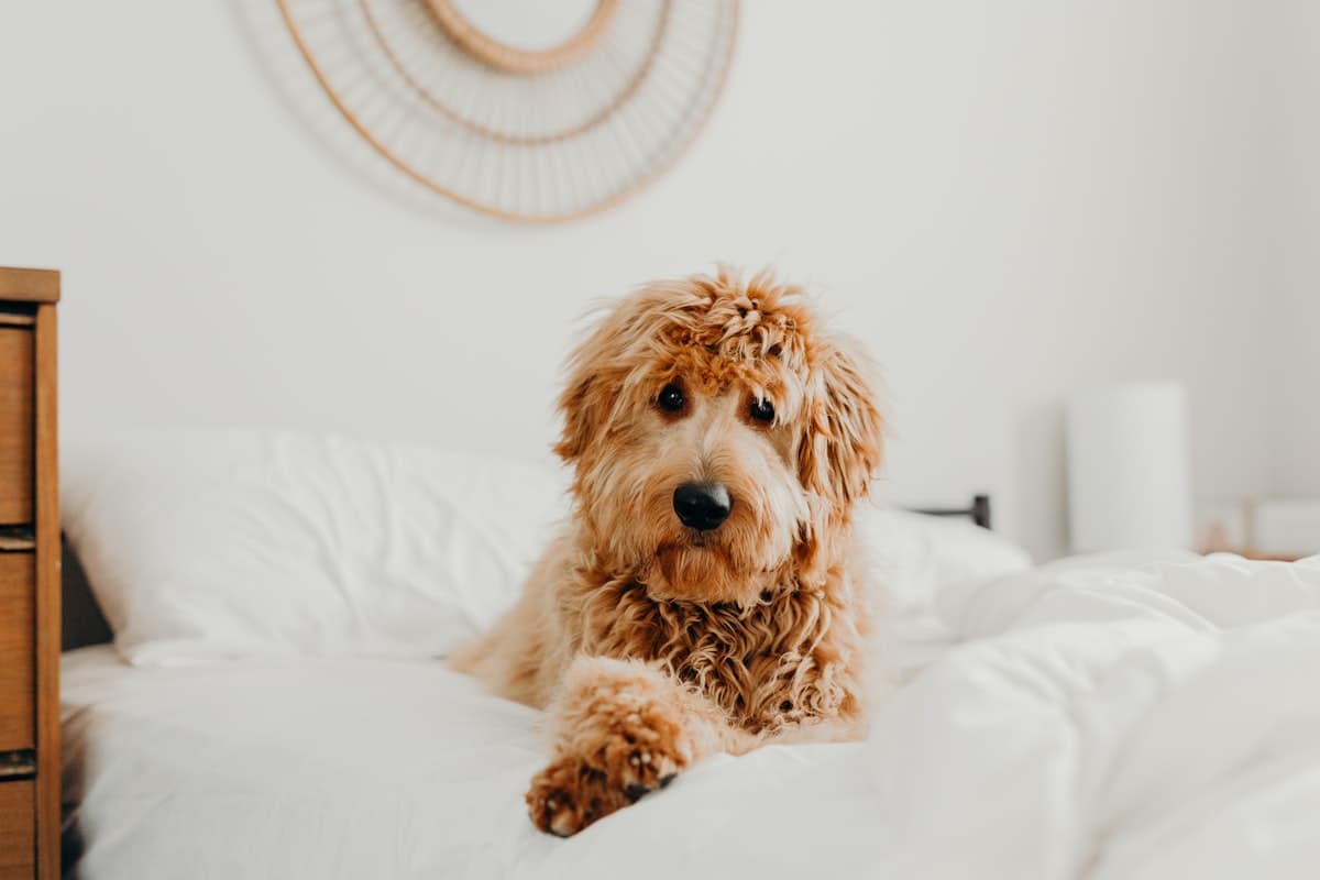 Calm goldendoodle resting on a crisp white bed