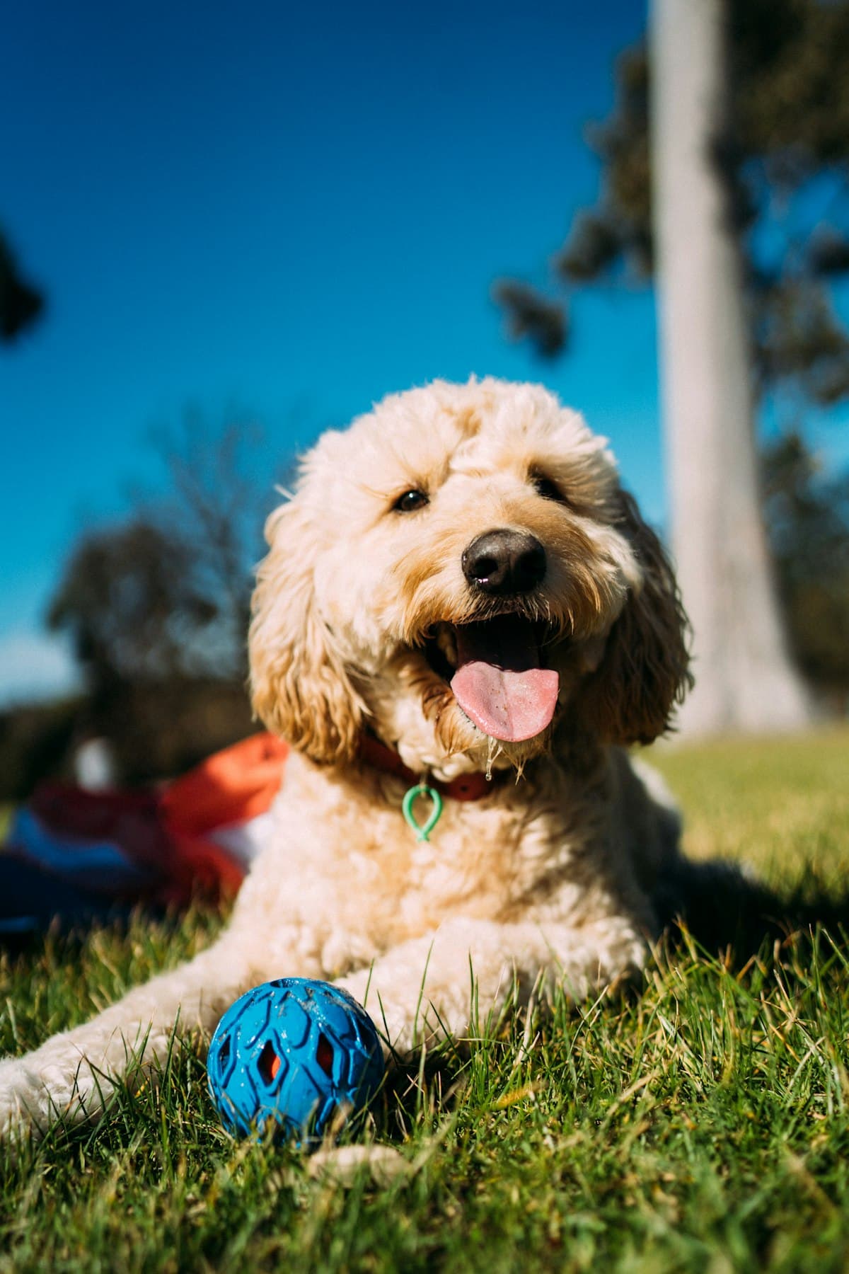 Golden doodle smiling on the grass