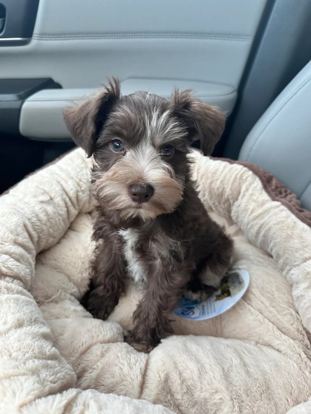 Mini schnauzer puppy enjoying a calm spa moment