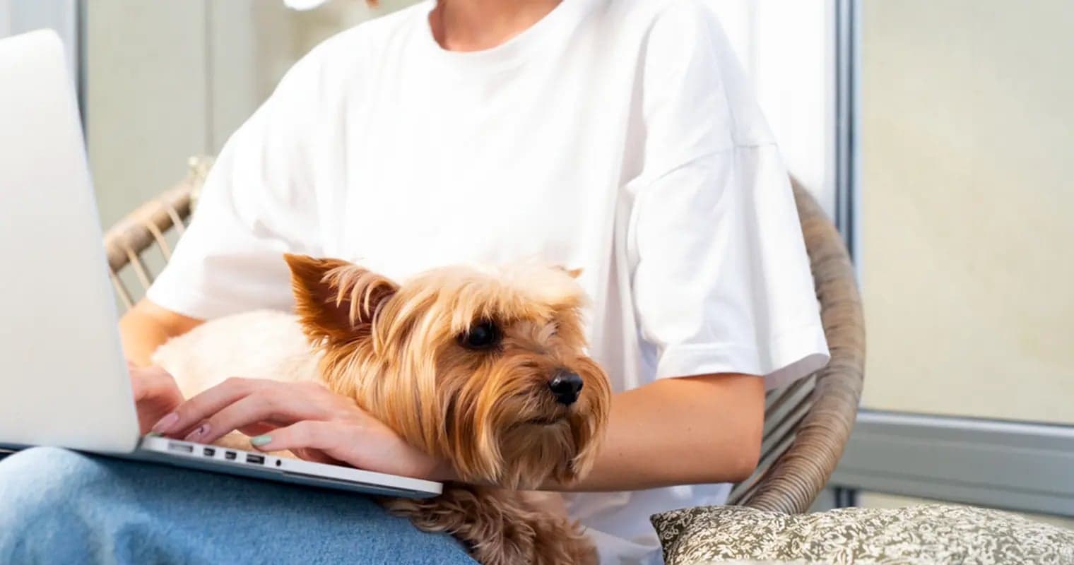 Yorkshire terrier ready for the camera